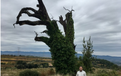 La llegenda del roure que es va enamorar de l’alzina